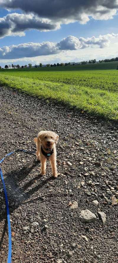 156. Fotochallenge *** DEIN HUND UND DIE WUNDERSCHÖNEN WOLKEN ***-Beitrag-Bild