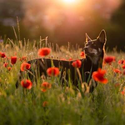 Tierfotografen-Cornelia Brickum Hundefotografie-Bild