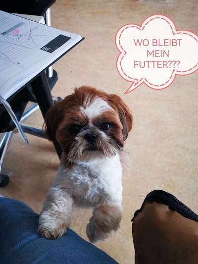 Shih Tzu von Jung bis Senioren-Beitrag-Bild