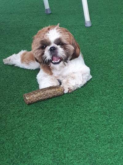 Shih Tzu von Jung bis Senioren-Beitrag-Bild