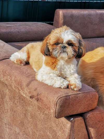 Shih Tzu von Jung bis Senioren-Beitrag-Bild
