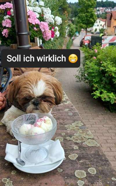 Shih Tzu von Jung bis Senioren-Beitrag-Bild
