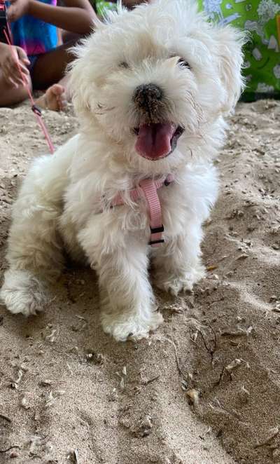 Welpen Bilder !-Beitrag-Bild