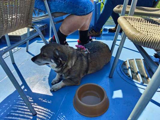 Hundetreffen-Treffen zum zusammen Gassi und spielen-Bild