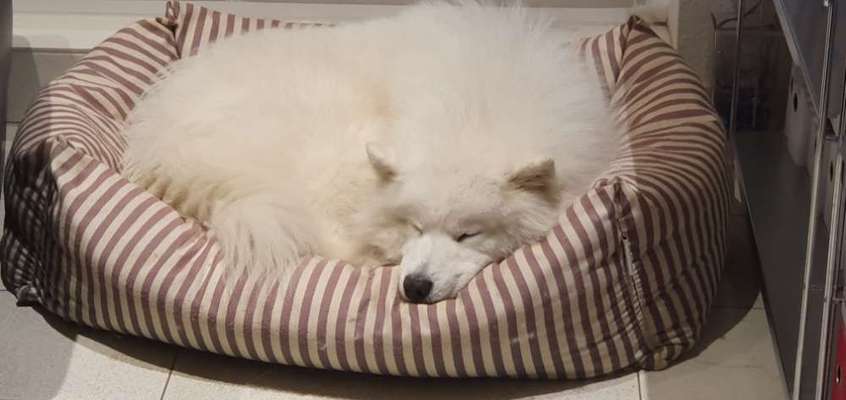 Samojede-Beitrag-Bild