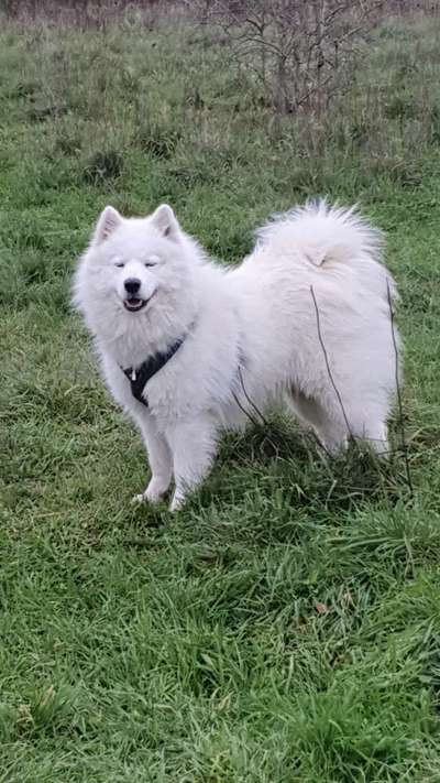 Samojede-Beitrag-Bild