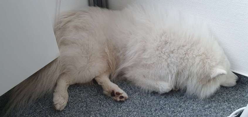 Samojede-Beitrag-Bild