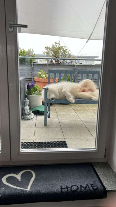 Samojede-Beitrag-Bild