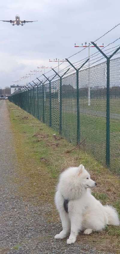 Samojede-Beitrag-Bild