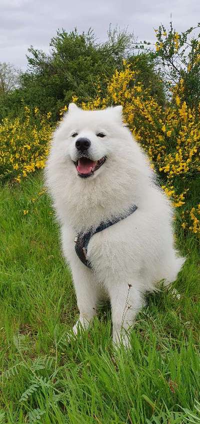 Samojede-Beitrag-Bild