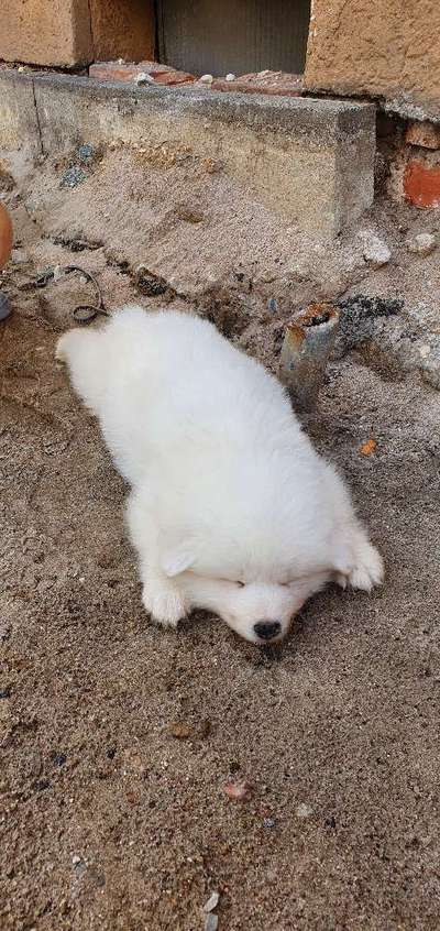 Samojede-Beitrag-Bild