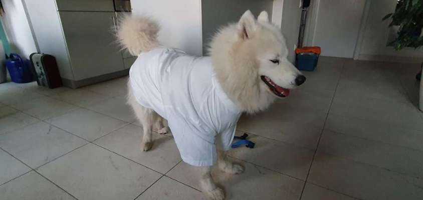 Samojede-Beitrag-Bild