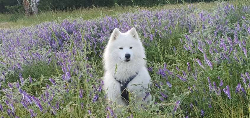 Samojede-Beitrag-Bild