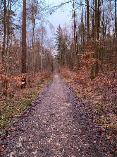 Hundeauslaufgebiet-Waldgebiet-Bild