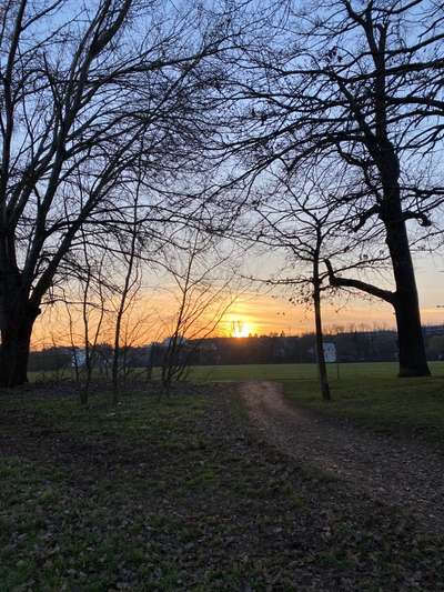 Hundeauslaufgebiet-Wiesengrund Scherbsgraben-Bild