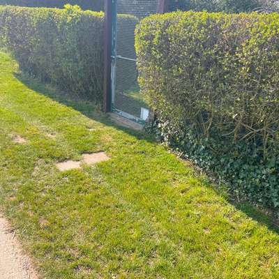 Giftköder-Blaukorn!-Bild