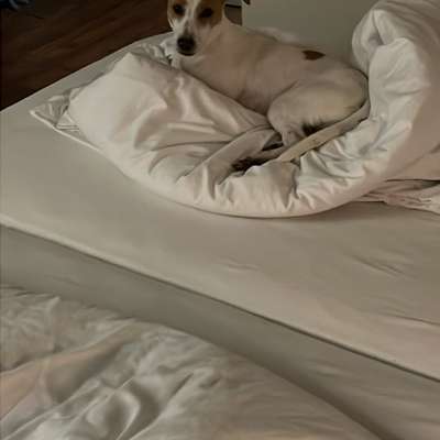 Hundetreffen-Spielfreunde und gemeinsame Gassirunden-Bild