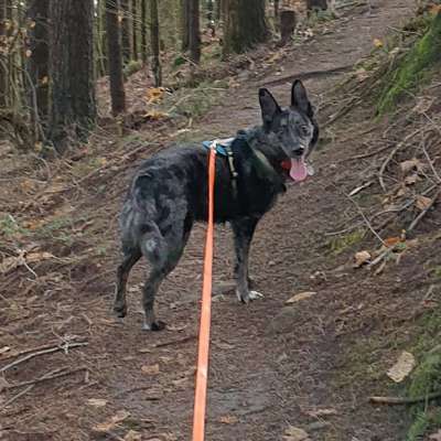 Hundetreffen-Treffen Hundebegegnung üben-Bild