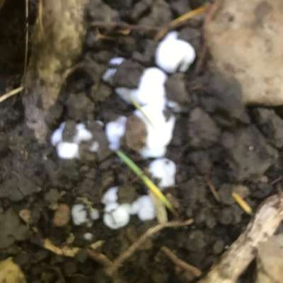 Giftköder-Giftköder !-Bild