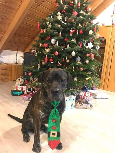 Dogorama Photo Challenge - Weihnachtsbaum-Beitrag-Bild