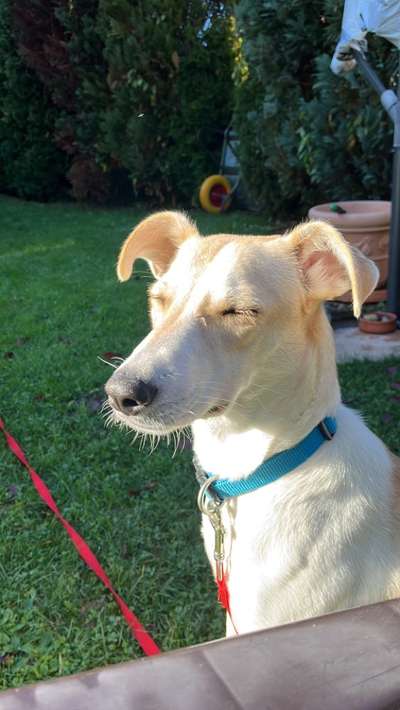 TierschutzhundeStammtisch🐕-Beitrag-Bild