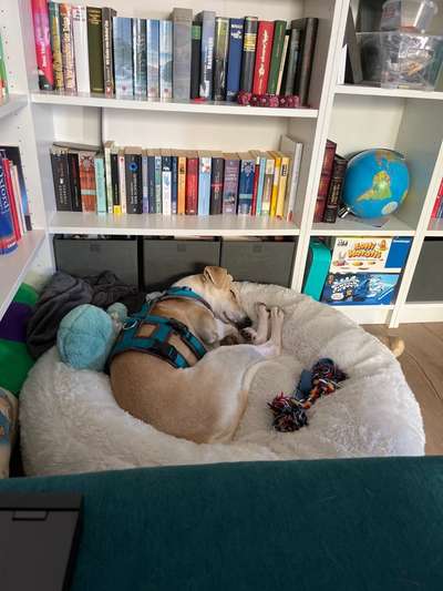 TierschutzhundeStammtisch🐕-Beitrag-Bild