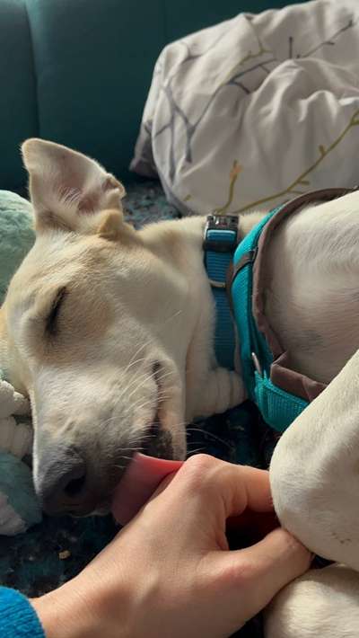 TierschutzhundeStammtisch🐕-Beitrag-Bild