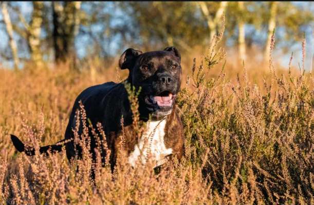 Hundetreffen-Gassirunde ohne großes Spielen-Bild