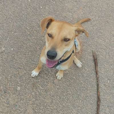 Hundetreffen-Gassirunde, Begegnungstreffen und Toben-Bild