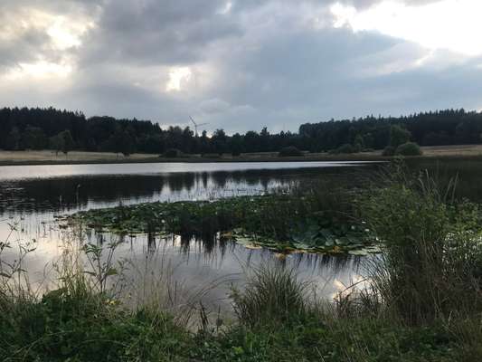 Hundeauslaufgebiet-Weiherwiesen Essingen-Bild