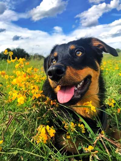 Die Dogorama Kalender Challenge Titelbild-Beitrag-Bild