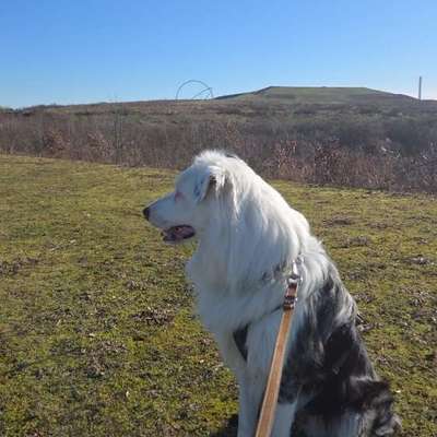 Hundetreffen-🐶 Hundetreffen / Training / Spielrunde gesucht 🐾-Bild