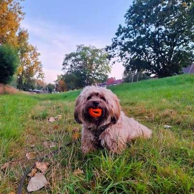 Hundetreffen-Neue Gassi Begleitung gesucht-Bild