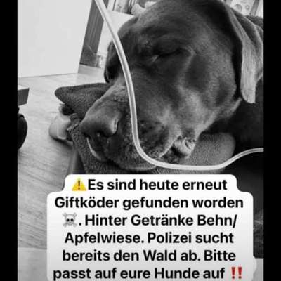 Giftköder-Eckernförde hinter Behn und Schiefkoppel-Bild