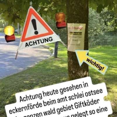 Giftköder-Giftköder im gesamten Waldgebiet-Bild
