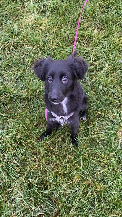 Welche Hunderasse-Beitrag-Bild