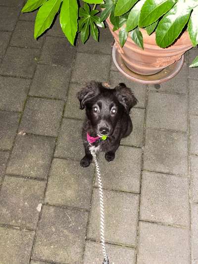 Welpen Bilder !-Beitrag-Bild