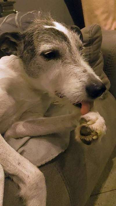 Fotosammlung: ,,Der natürliche Hund" Unbearbeitet, ungestellt und in Natura-Beitrag-Bild