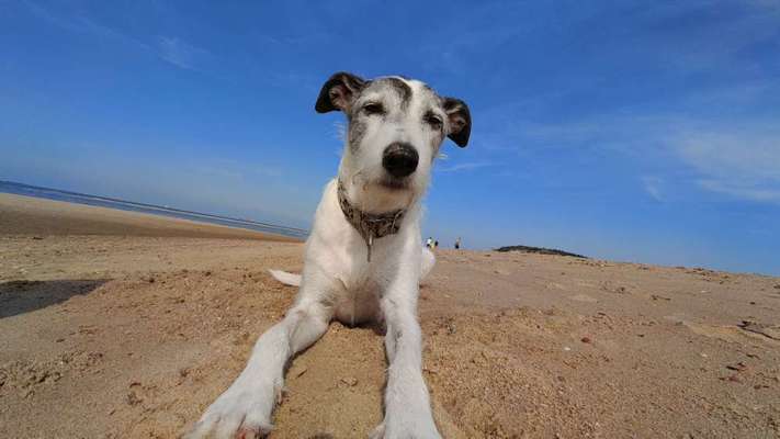 Fotosammlung: ,,Der natürliche Hund" Unbearbeitet, ungestellt und in Natura-Beitrag-Bild