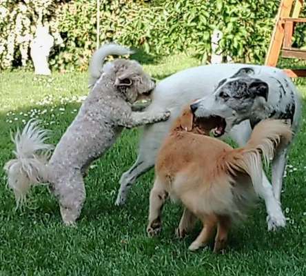 Dogorama Photo Challenge - Spielgesicht-Beitrag-Bild