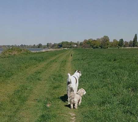 Hundeauslaufgebiet-Hundewiese am Rhein-Bild