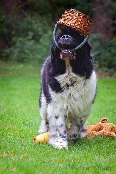 Fotochallenge No. 26                                     Wald und Wiese-Beitrag-Bild