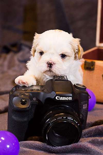 Welpen Bilder !-Beitrag-Bild