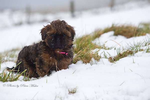 Welpen Bilder !-Beitrag-Bild