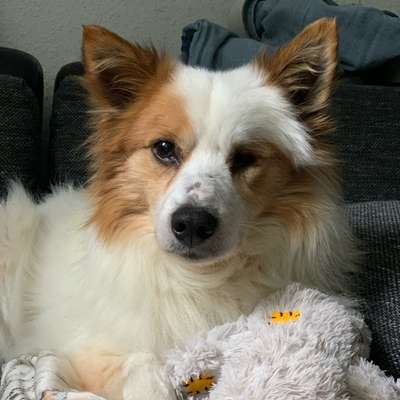 Hundetreffen-Senior sucht ruhige Hundefreundin-Bild