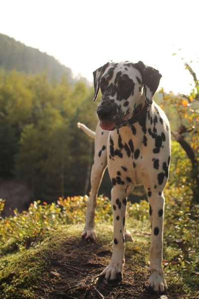 26. Farben Fotochallenge "Herbstfarben"-Beitrag-Bild