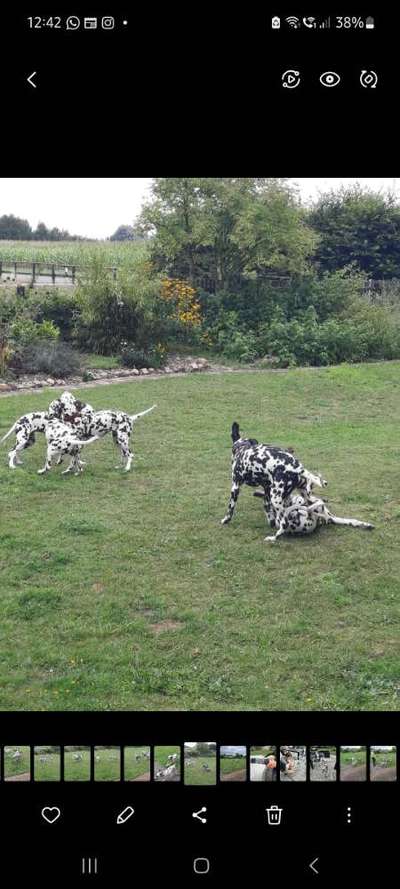 34. Farben-Challenge: Punkte - Punkte - Pünktchen-Beitrag-Bild