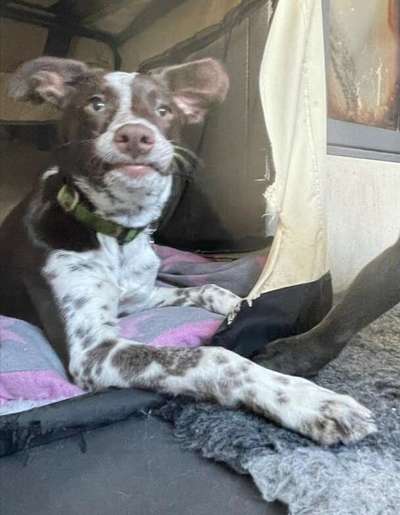 Was können eure Ohren so? ;)-Beitrag-Bild