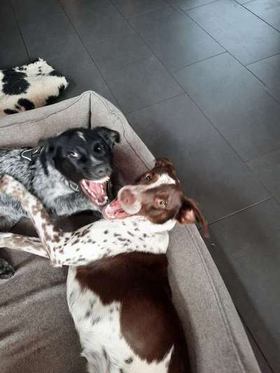 FOTO CHALLENGE 77 - Dein Hund im Spiel-Beitrag-Bild