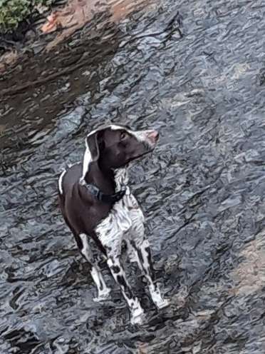 Mischlinge raten - Rätselspaß-Beitrag-Bild